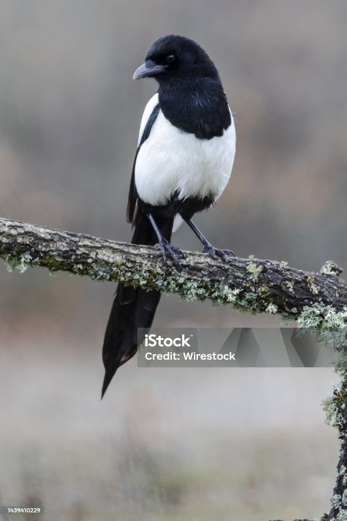 Vertical shot of a black-billed magpie resting on a moss-covered branch A vertical shot of a black-billed magpie resting on a moss-covered branch Black Billed Magpie Stock Photo