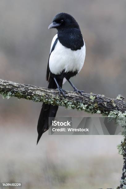 Vertical Shot Of A Blackbilled Magpie Resting On A Mosscovered Branch Stock Photo - Download Image Now