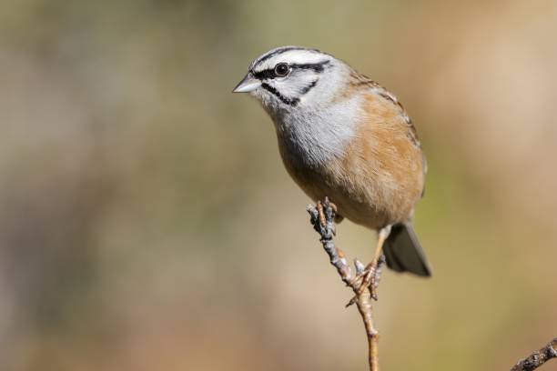 istock Selective focus shot of an exotic sparrow sitting on a thin branch of a tree 1439410239
