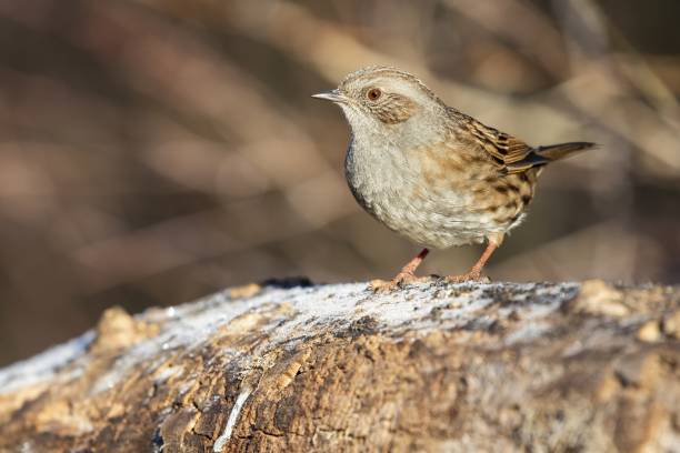 istock Beautiful Dunnock (Prunella modularis) standing on the rock in the forest 1439410261