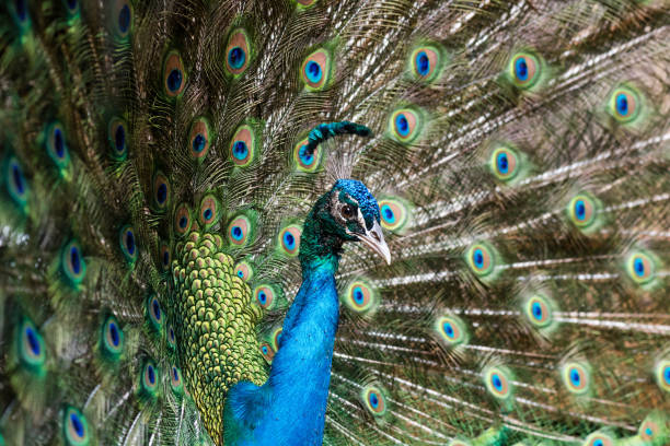 istock Beautiful male peafowl with opened feathers 1439410470