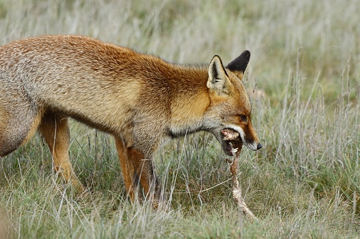 A red fox eating the prey in a grassy field