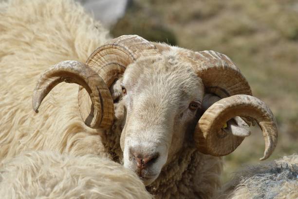 istock Closeup shot of an argali on a blurred background 1439410952