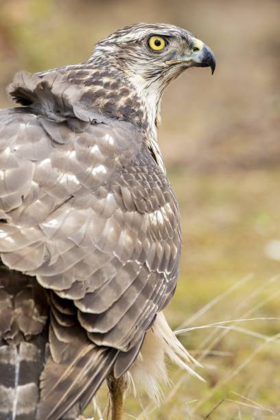 istock Vertical closeup of a hawk in a field under the sunlight with a blurry background 1439410959
