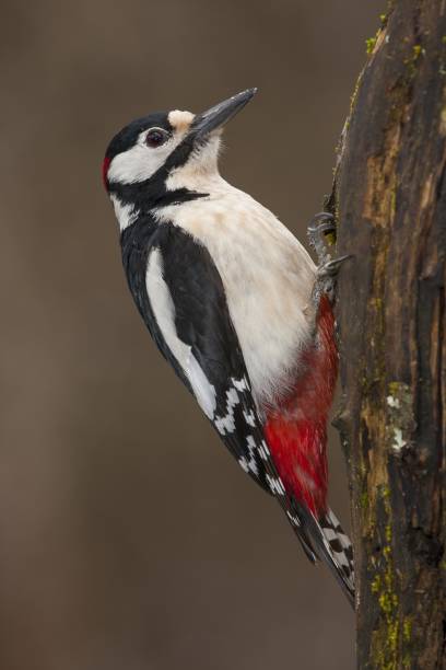 istock Vertical closeup of a great spotted woodpecker on a tree under the sunlight with a blurry background 1439411155