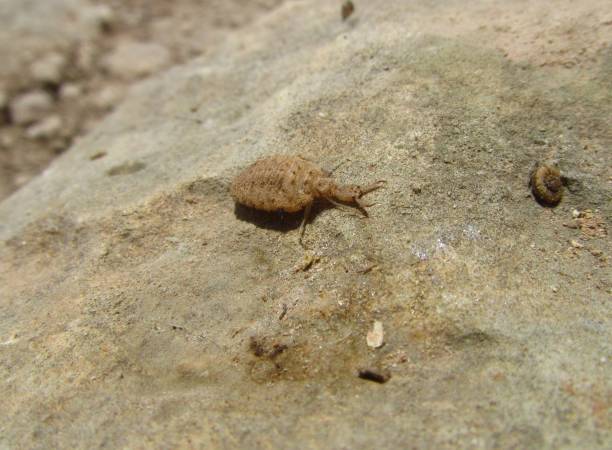 몰타에서 개미 사자 곤충의 근접 촬영 - formicarius 뉴스 사진 이미지