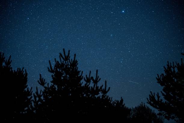 istock Silhouettes of trees under a blue starry sky during the night - great for backgrounds 1439413023