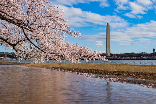 A beautiful cherry blossom above the lake surrounding the National Mall in Washington DC