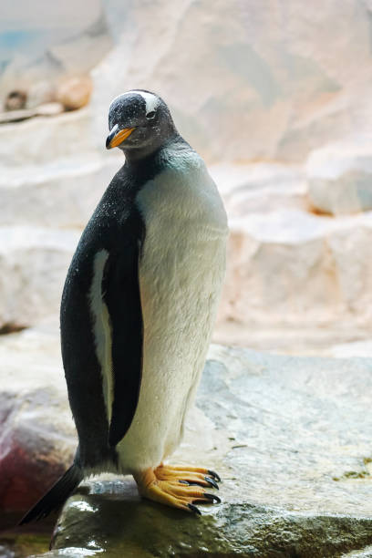 istock Lazy black and white penguin on the stone on the coast 1439413900
