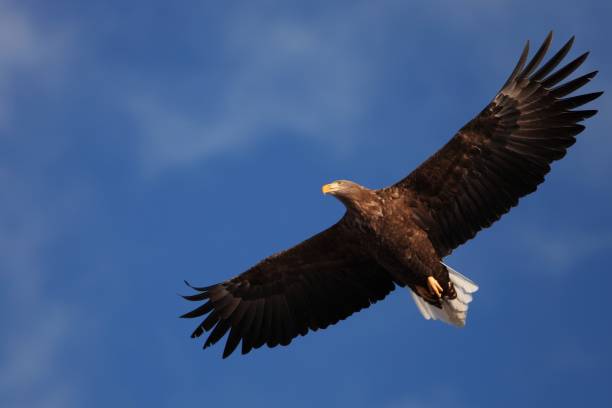 istock Low angle view of a White-tailed eagle flying under the sunlight and a blue sky in Hokkaido in Japan 1439414118