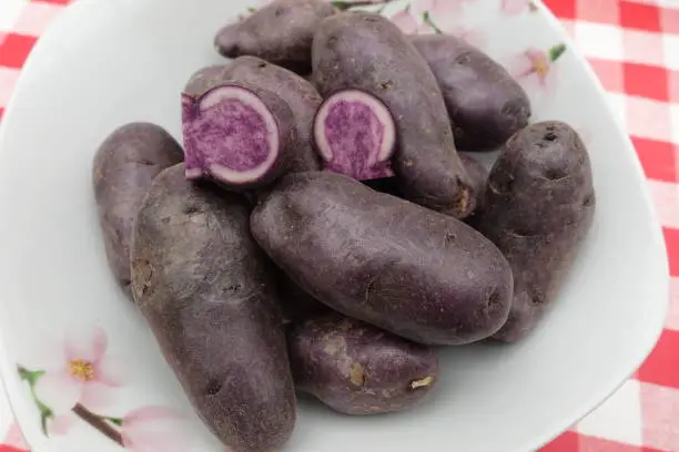 Violet colored Vitelotte on a kitchen worktop  Raw food