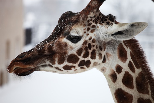 A closeup of a giraffe in a zoo during the snowfall in Hokkaido in Japan