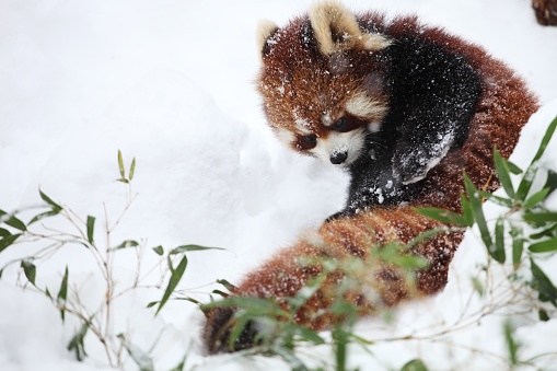 A closeup of a red panda lying on the ground covered in the snow in Hokkaido in Japan