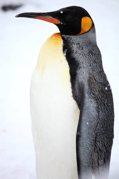 Vertical closeup of a king penguin standing on the ground covered in the snow in Hokkaido in Japan A vertical closeup of a king penguin standing on the ground covered in the snow in Hokkaido in Japan king penguin stock pictures, royalty-free photos & images