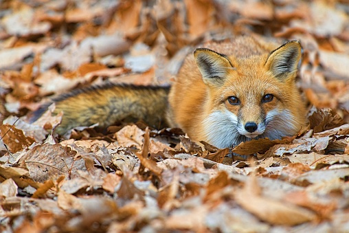 A closeup shot of a cute fox lying on the ground with fallen autumn leaves