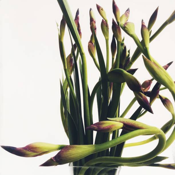 The beautiful unbloomed orris flowers in a vase with a white background