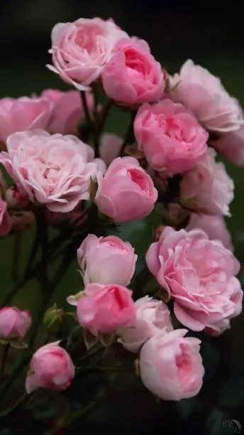 Photo of Botanical Beauties