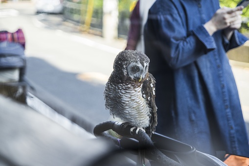 Pet owl sits on stroller outside cafe in Japan