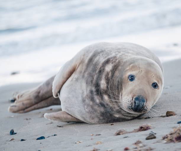 istock Seal lying down on the beach during daytime 1439417397