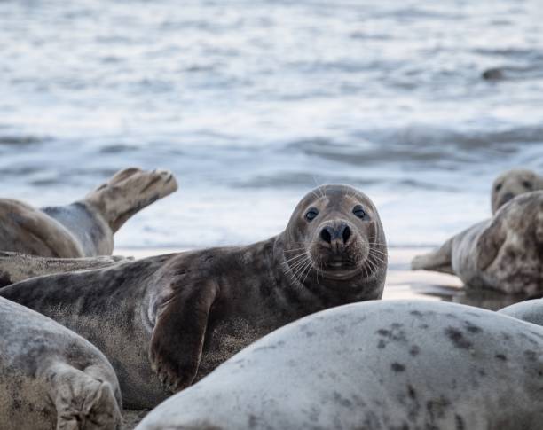 istock Seals lying down on the beach during daytime 1439417402