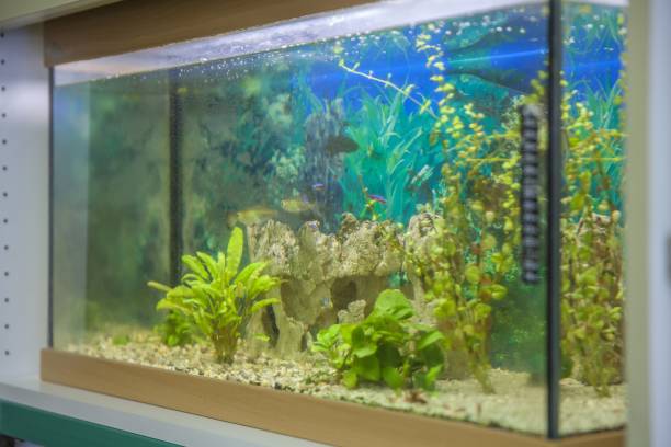 istock Beautiful aquarium 1439417791