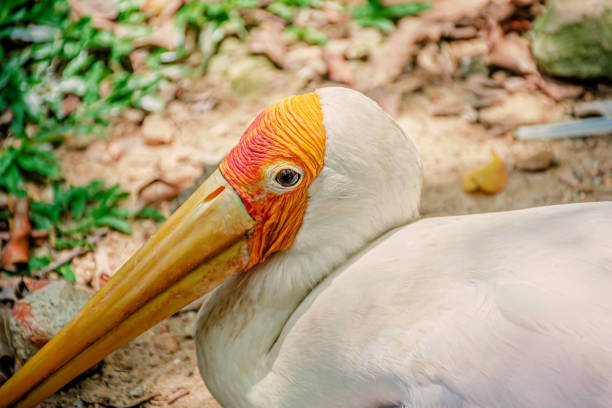 Kuala Lumpur Bird Park. Yellow Billed Stork (Mycteria Ibis)