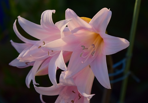 An amaryllis belladonna stem with five pink flowers in full bloom. Pink petals, stamens full of pollen, pointed tepals, grown in a roof garden Malta.