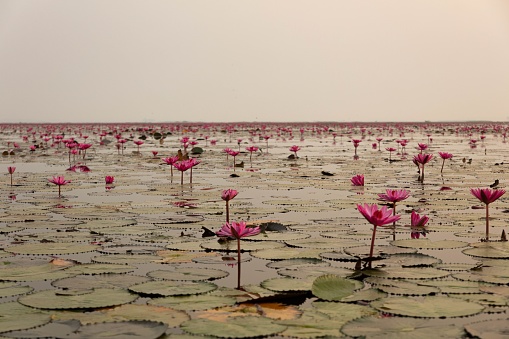 Pink Water Lillie's in Thailand  - Red Lotus Lake - Udon Thani
