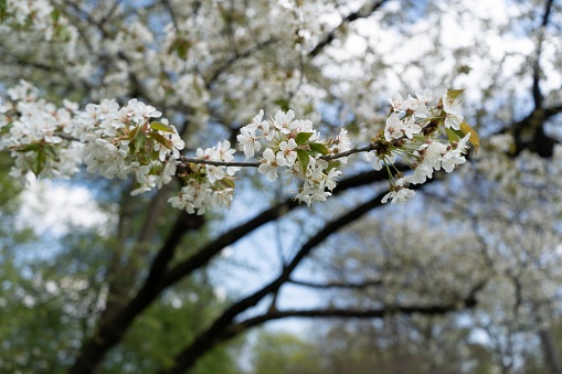 Flowering spring blossoms can be seen in the English Garden (\