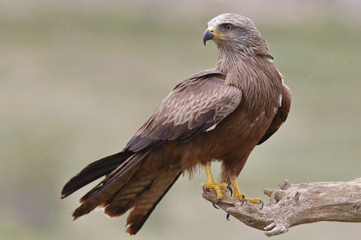 A selective focus shot of a black kite perched on a branch with blurred background