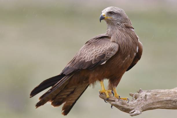Selective focus shot of a black kite perched on a branch with blurred background A selective focus shot of a black kite perched on a branch with blurred background milvus migrans stock pictures, royalty-free photos & images