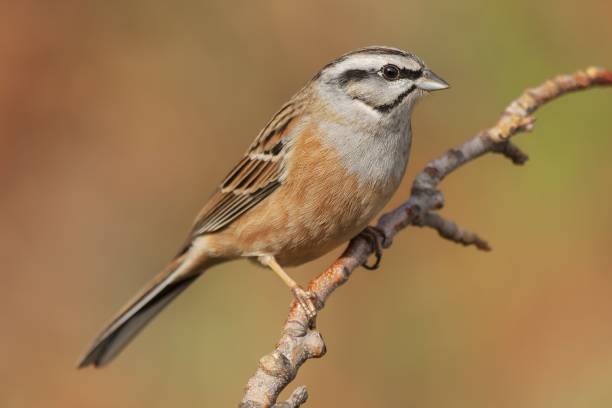 istock Selective focus shot of a bunting bird perched on a branch with a blurred background 1439418834