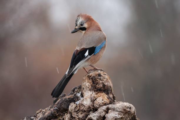 istock Closeup shot of a jay perched on a branch with a blurred background 1439418864