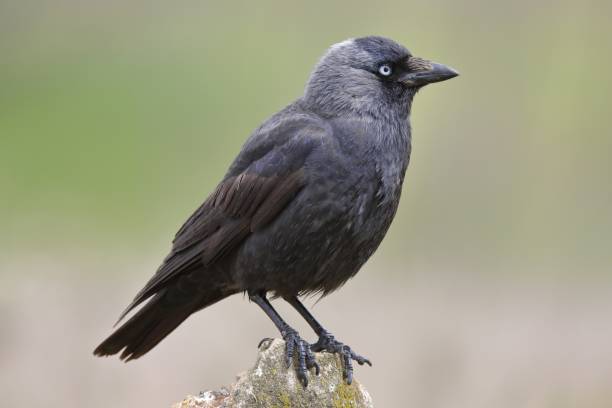 istock Selective focus shot of a Jackdaw bird perched on a rock with a blurred background 1439418882