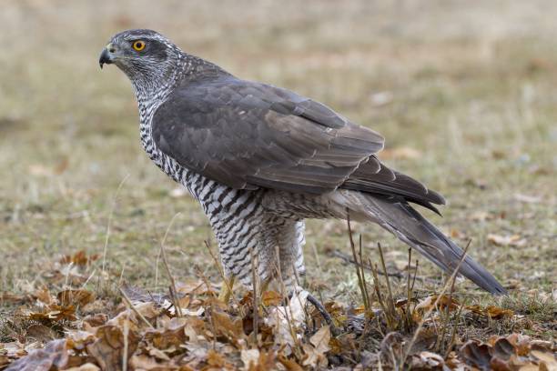 istock Selective focus shot of a magnificent hawk looking for prey with hunting eyes 1439418892