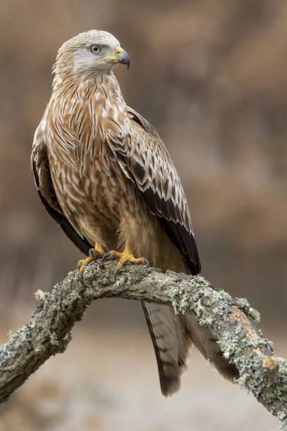 istock Vertical selective focus shot of a magnificent golden eagle with a blurred natural background 1439418894
