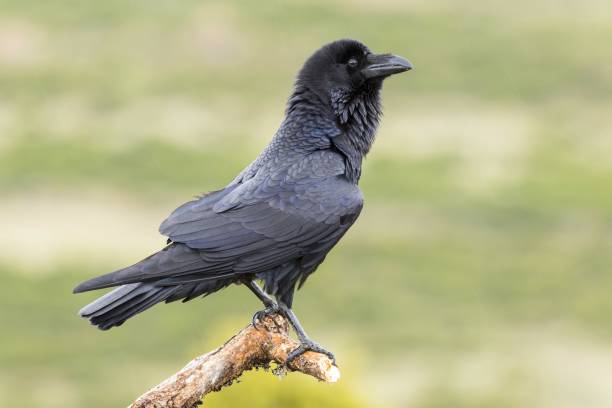istock Selective focus shot of a common raven perched on a branch with a blurred background 1439418915