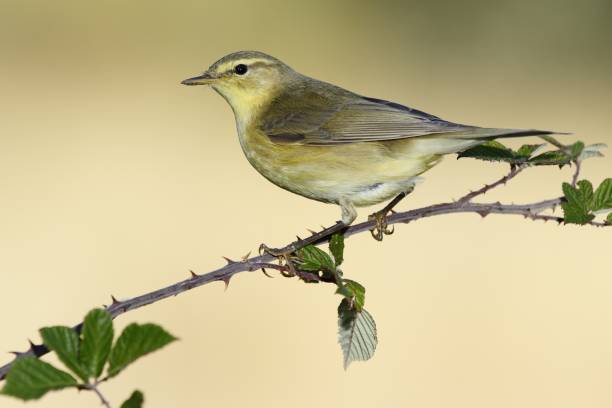 istock Closeup shot of a yellow-feathered warbler perched on a tree branch 1439419155
