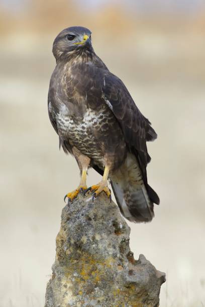 istock Vertical selective focus shot of a Common buzzard perched on a rock with a blurred background 1439419169