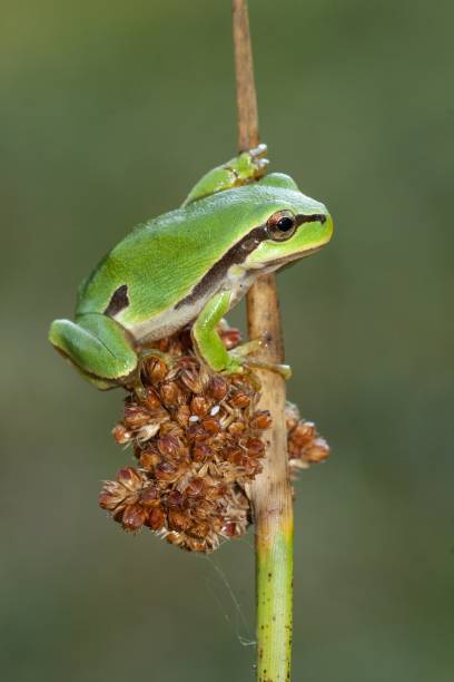 istock Vertical selective focus shot of a green front on the thin branch of a tree 1439419240