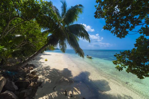 istock Palm tree at a beach surrounded by greenery and the sea under the sunlight in Praslin in Seychelles 1439420262