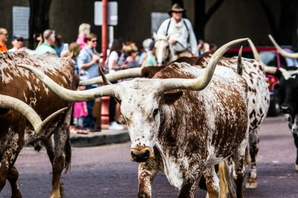 istock Texas Longhorn at Ft. Worth 1439420375