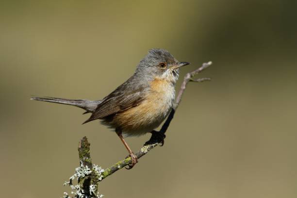 istock Closeup shot of a house sparrow perched on a tree branch 1439420800