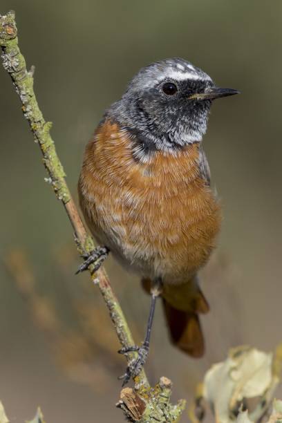 Beautiful shot of a Common Male Redstart bird (Phoenicurus Phoenicurus) on a branch of a tree A beautiful shot of a Common Male Redstart bird (Phoenicurus Phoenicurus) on a branch of a tree male common redstart phoenicurus phoenicurus stock pictures, royalty-free photos & images