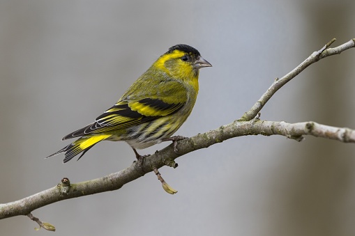 A beautiful shot of a male Eurasian siskin bird (Spinus spinus) on a branch of a tree