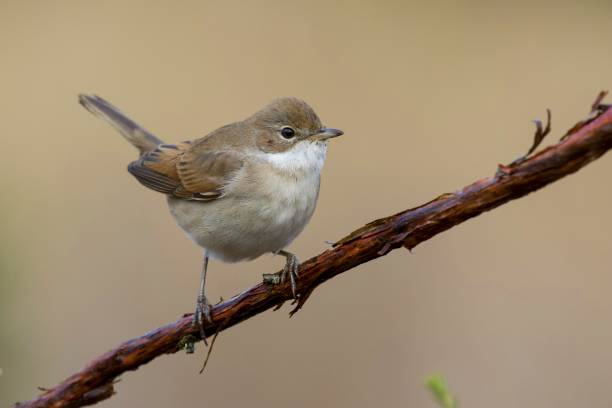 istock Common whitethroat bird or  Sylvia communis on a branch of a tree 1439420875