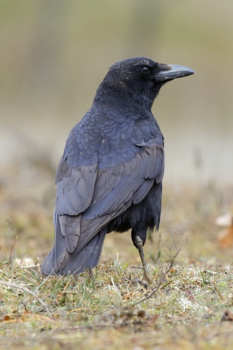 A beautiful shot of a black crow standing in the field