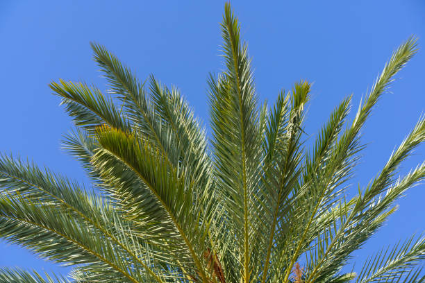 istock Tropical palm tree with green palm branches against a clear blue sky. Summer, vacation, relaxation, sun concept. 1439421445