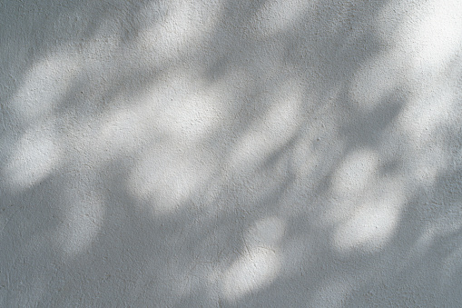 Shadow overlay effect for photo. Shadows from tree leaves and tropical branches on a white wall in sunlight. High quality photo