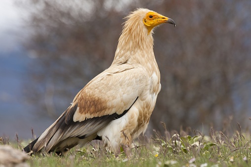 A closeup selective focus shot of a beautiful Egyptian vulture